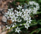 P1050672 Garlic Chives with Bee