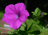 P1050673 Wave Petunia