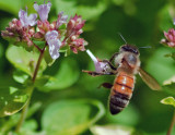 _MG_9610 Bee on Oregano.jpg