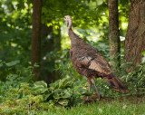 _MG_2972 Wild Turkey