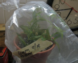 Lemon Verbena Cuttings