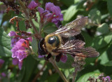 DSCF6234 Large Bee on Buddleia