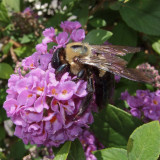 DSCF6243 Very Busy Bee