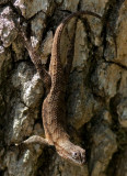 IMG_0196 300mm Eastern Fence Lizard