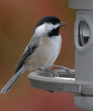 _MG_0469 chickadee with flash