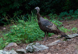 _MG_1679 Female Turkey