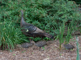 _MG_1687 Turkey and Three Babies