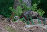 _MG_1695 Turkey and Two Babies