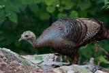 _MG_1698 Mom Turkey Closeup