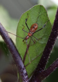 DSCF6988 Leaf Footed Bug