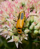 P8080333 Soldier Beetle or Leatherwing