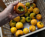 P1090016 First REAL Persimmon Crop