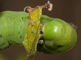 Tobacco Hornworm Eating Last Vestige of Eggplant Plant