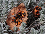 _MG_3424 Milkweed Bug Nymphs on Fallen Leaf