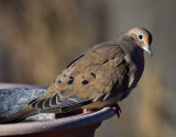 _MG_3673 Cold Morning Dove