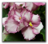 P1090331 African Violet Blossoms