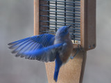 _MG_3754 Fluttering Bluebird