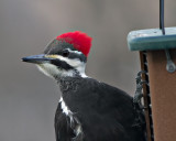 _MG_3763 Female Pileated Woodpecker