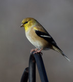 _MG_3808 American Goldfinch