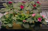 African Violets