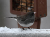 _MG_4160 Junco at Feeder