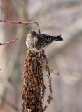 P1141785 Manual Focus - Pine Siskin