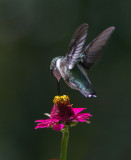 _MG_0915 Hummer at Zinnia