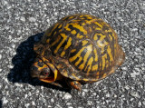 20120922_110929 Eastern Box Turtle
