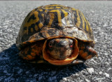 20120922_110737 Eastern Box Turtle 