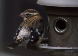 _MG_1130 -Immature Male Rose Breasted Grosbeak Early in the AM