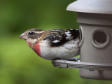 2010 Immature Male Rose-Breasted Grosbeak