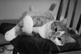 This cat just cracks me up!