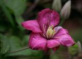 _MG_0571 Clematis