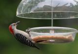 _MG_1478 Red Bellied Woodpecker