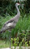 _MG_1967 Sandhill Crane