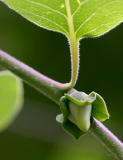 First budding of our young persimmon tree