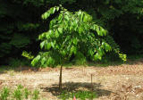 Persimmon Tree - A610 Photo