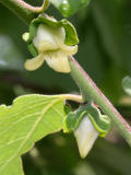 Persimmon Buds