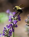 _MG_0172 Bee on Thyme