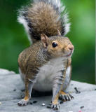 _MG_0339 Snooty Squirrel