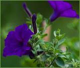 _MG_0355 Wave Petunia