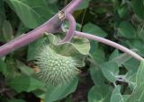 064 Moonflower seed pod