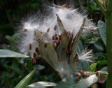 3554 Seed Pod Explosion