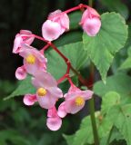 903 Perennial Begonia