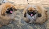 3891PuffyPekingese