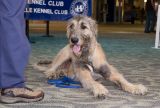 4017IrishWolfhound