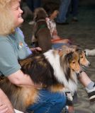 4104 Shelties