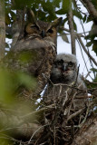 _MG_1337 Great Horned Owls