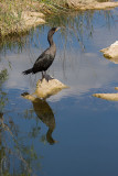 _MG_1546 Mirrored Cormorant