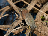 _MG_1690 Green Heron